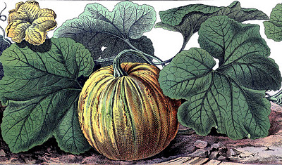 pumpkin botanical vintage graphicsfairysm2